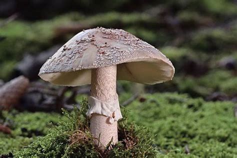 Arti mimpi melihat jamur putih banyak WebRupanya mimpi tersebut memiliki banyak makna tak terduga, bisa menjadi pertanda baik atau justru pertanda buruk